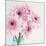 Pretty Pink Daisies-Susannah Tucker-Mounted Art Print