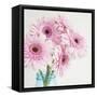 Pretty Pink Daisies-Susannah Tucker-Framed Stretched Canvas