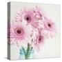 Pretty Pink Daisies-Susannah Tucker-Stretched Canvas