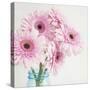 Pretty Pink Daisies-Susannah Tucker-Stretched Canvas