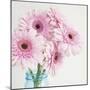 Pretty Pink Daisies-Susannah Tucker-Mounted Art Print