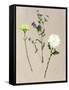 Pretty Pressed Flowers I-Melissa Wang-Framed Stretched Canvas