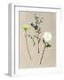 Pretty Pressed Flowers I-Melissa Wang-Framed Art Print