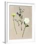 Pretty Pressed Flowers I-Melissa Wang-Framed Art Print