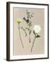 Pretty Pressed Flowers I-Melissa Wang-Framed Art Print
