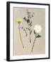 Pretty Pressed Flowers I-Melissa Wang-Framed Art Print