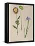Pretty Pressed Flowers III-Melissa Wang-Framed Stretched Canvas