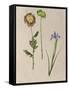 Pretty Pressed Flowers III-Melissa Wang-Framed Stretched Canvas