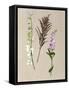 Pretty Pressed Flowers IV-Melissa Wang-Framed Stretched Canvas