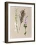 Pretty Pressed Flowers IV-Melissa Wang-Framed Art Print