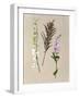 Pretty Pressed Flowers IV-Melissa Wang-Framed Art Print