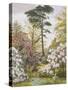 Pretty Woodland Garden-Marian Chase-Stretched Canvas