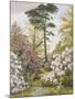Pretty Woodland Garden-Marian Chase-Mounted Giclee Print