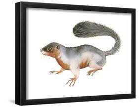 Prevost's Squirrel (Callosciurus Prevosti), Tricolored, Squirrel, Mammals-Encyclopaedia Britannica-Framed Poster