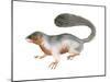 Prevost's Squirrel (Callosciurus Prevosti), Tricolored, Squirrel, Mammals-Encyclopaedia Britannica-Mounted Poster