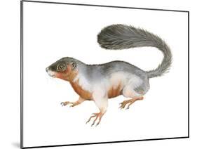 Prevost's Squirrel (Callosciurus Prevosti), Tricolored, Squirrel, Mammals-Encyclopaedia Britannica-Mounted Poster
