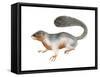 Prevost's Squirrel (Callosciurus Prevosti), Tricolored, Squirrel, Mammals-Encyclopaedia Britannica-Framed Stretched Canvas