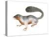 Prevost's Squirrel (Callosciurus Prevosti), Tricolored, Squirrel, Mammals-Encyclopaedia Britannica-Stretched Canvas