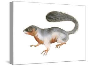 Prevost's Squirrel (Callosciurus Prevosti), Tricolored, Squirrel, Mammals-Encyclopaedia Britannica-Stretched Canvas