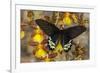 Priapus Batwing Swallowtail Butterfly, Atrophaneura Priapus-Darrell Gulin-Framed Photographic Print