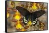 Priapus Batwing Swallowtail Butterfly, Atrophaneura Priapus-Darrell Gulin-Framed Stretched Canvas