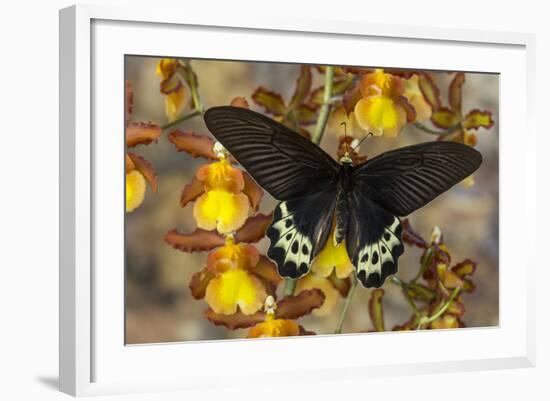 Priapus Batwing Swallowtail Butterfly, Atrophaneura Priapus-Darrell Gulin-Framed Photographic Print