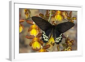 Priapus Batwing Swallowtail Butterfly, Atrophaneura Priapus-Darrell Gulin-Framed Photographic Print