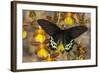 Priapus Batwing Swallowtail Butterfly, Atrophaneura Priapus-Darrell Gulin-Framed Photographic Print