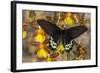 Priapus Batwing Swallowtail Butterfly, Atrophaneura Priapus-Darrell Gulin-Framed Photographic Print