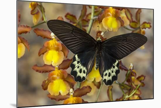 Priapus Batwing Swallowtail Butterfly, Atrophaneura Priapus-Darrell Gulin-Mounted Photographic Print