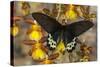 Priapus Batwing Swallowtail Butterfly, Atrophaneura Priapus-Darrell Gulin-Stretched Canvas