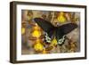 Priapus Batwing Swallowtail Butterfly, Atrophaneura Priapus-Darrell Gulin-Framed Photographic Print