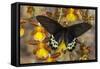 Priapus Batwing Swallowtail Butterfly, Atrophaneura Priapus-Darrell Gulin-Framed Stretched Canvas