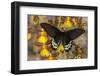 Priapus Batwing Swallowtail Butterfly, Atrophaneura Priapus-Darrell Gulin-Framed Photographic Print