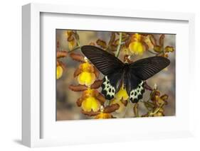Priapus Batwing Swallowtail Butterfly, Atrophaneura Priapus-Darrell Gulin-Framed Photographic Print