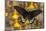 Priapus Batwing Swallowtail Butterfly, Atrophaneura Priapus-Darrell Gulin-Mounted Photographic Print