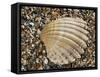 Prickly Cockle Shell on Beach, Mediterranean, France-Philippe Clement-Framed Stretched Canvas