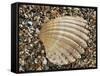 Prickly Cockle Shell on Beach, Mediterranean, France-Philippe Clement-Framed Stretched Canvas