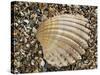 Prickly Cockle Shell on Beach, Mediterranean, France-Philippe Clement-Stretched Canvas
