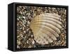 Prickly Cockle Shell on Beach, Mediterranean, France-Philippe Clement-Framed Stretched Canvas