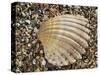 Prickly Cockle Shell on Beach, Mediterranean, France-Philippe Clement-Stretched Canvas