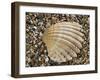 Prickly Cockle Shell on Beach, Mediterranean, France-Philippe Clement-Framed Photographic Print