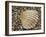 Prickly Cockle Shell on Beach, Mediterranean, France-Philippe Clement-Framed Photographic Print
