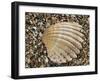 Prickly Cockle Shell on Beach, Mediterranean, France-Philippe Clement-Framed Photographic Print