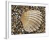 Prickly Cockle Shell on Beach, Mediterranean, France-Philippe Clement-Framed Photographic Print