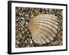 Prickly Cockle Shell on Beach, Mediterranean, France-Philippe Clement-Framed Photographic Print