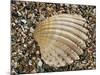 Prickly Cockle Shell on Beach, Mediterranean, France-Philippe Clement-Mounted Photographic Print