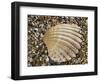 Prickly Cockle Shell on Beach, Mediterranean, France-Philippe Clement-Framed Photographic Print