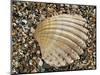 Prickly Cockle Shell on Beach, Mediterranean, France-Philippe Clement-Mounted Photographic Print