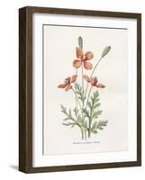 Prickly Headed Poppy-Gwendolyn Babbitt-Framed Art Print